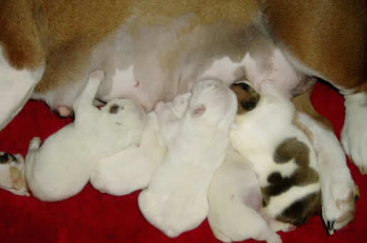 Bulldog puppies